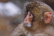 Japanese macaque / Snow monkey {Macaca fuscata} 7-month-old monkey, Jigokudani, Nagano, Japan
