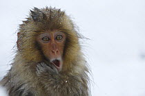 Japanese macaque / Snow monkey {Macaca fuscata} 7-month-old monkey yawning, Jigokudani, Nagano, Japan