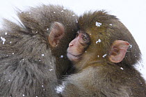 Japanese macaque / Snow monkey {Macaca fuscata} two young monkeys huddle together for warmth, Jigokudani, Nagano, Japan