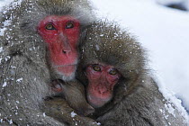 Japanese macaque / Snow monkey {Macaca fuscata} mother and young monkey huddle together for warmth, Jigokudani, Nagano, Japan