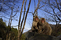 Japanese macaque / Snow monkey {Macaca fuscata} monkeys basking in the sun in spring, Jigokudani, Nagano, Japan