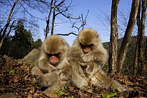 Japanese macaque / Snow monkey {Macaca fuscata} two monkeys grooming and basking in the sun in spring, Jigokudani, Nagano, Japan