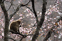 Japanese macaque / Snow monkey {Macaca fuscata} feeding on wild cherry tree blossom in spring, Jigokudani, Nagano, Japan