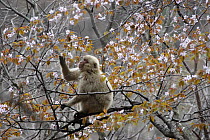 Japanese macaque / Snow monkey {Macaca fuscata} feeding on wild cherry tree blossom in spring, Jigokudani, Nagano, Japan