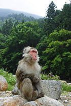 Japanese macaque / Snow monkey {Macaca fuscata} male resting in the sunshine, Jigokudani, Nagano, Japan