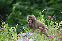 Japanese macaque / Snow monkey {Macaca fuscata} feeding on wild flowers in spring, Jigokudani, Nagano, Japan