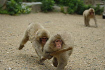 Japanese macaque / Snow monkey {Macaca fuscata} young monkeys play with a stick, Jigokudani, Nagano, Japan