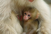 Japanese macaque / Snow monkey {Macaca fuscata} female with two-week-old baby, Jigokudani, Nagano, Japan