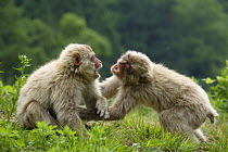 Japanese macaque / Snow monkey {Macaca fuscata} young males play fighting, Jigokudani, Nagano, Japan