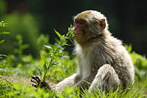 Japanese macaque / Snow monkey {Macaca fuscata} feeding on wild flower in spring, Jigokudani, Nagano, Japan