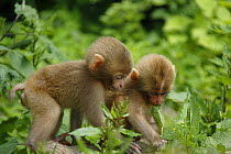 Japanese macaque / Snow monkey {Macaca fuscata} one-month-old babies playing in spring, Jigokudani, Nagano, Japan
