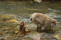 Japanese macaque / Snow monkey {Macaca fuscata} two monkeys searching for food in river, Jigokudani, Nagano, Japan
