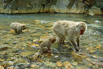 Japanese macaque / Snow monkey {Macaca fuscata} monkeys searching for food in river, Jigokudani, Nagano, Japan