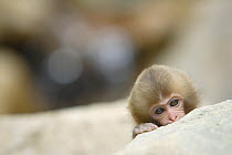 Japanese macaque / Snow monkey {Macaca fuscata} baby peering over rock edge, Nagano, Japan
