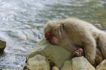 Japanese macaque / Snow monkey {Macaca fuscata} mother and baby resting beside river on hot day in summer, Jigokudani, Nagano, Japan