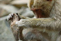 Japanese macaque / Snow monkey {Macaca fuscata} male examing his foot, Jigokudani, Nagano, Japan