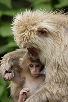 Japanese macaque / Snow monkey {Macaca fuscata} female suckling two-week-old baby, Jigokudani, Nagano, Japan