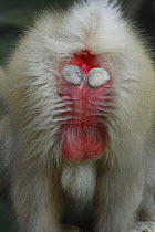 Japanese macaque / Snow monkey {Macaca fuscata} rear view of male's bottom and sex organs, Nagano, Japan