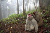 Japanese macaque / Snow monkey {Macaca fuscata} male grooming female in courtship in autumn, Jigokudani, Nagano, Japan
