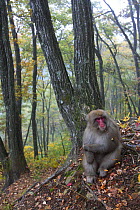 Japanese macaque / Snow monkey {Macaca fuscata} male sitting alone waiting for chance to mate with female in autumn, Jigokudani, Nagano, Japan