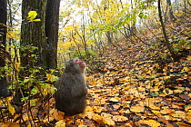 Japanese macaque / Snow monkey {Macaca fuscata} monkey in autumn woodland, Jigokudani, Nagano, Japan