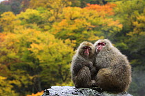 Japanese macaque / Snow monkey {Macaca fuscata} female and young huddle together on rock in autumn woodland, Jigokudani, Nagano, Japan
