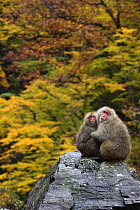 Japanese macaque / Snow monkey {Macaca fuscata} female and young huddle together on rock in autumn woodland, Jigokudani, Nagano, Japan