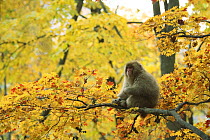 Japanese macaque / Snow monkey {Macaca fuscata} sitting in tree amongst autumn foliage, Jigokudani, Nagano, Japan