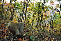 Japanese macaque / Snow monkey {Macaca fuscata} male in autumn woodland displaying to females, Jigokudani, Nagano, Japan