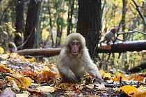 Japanese macaque / Snow monkey {Macaca fuscata} five-month-old young searching for food amongst fallen leaves in autumn woodland, Jigokudani, Nagano, Japan