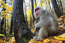 Japanese macaque / Snow monkey {Macaca fuscata} female with young in autumn woodland, Jigokudani, Nagano, Japan