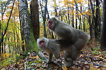 Japanese macaque / Snow monkey {Macaca fuscata} pair mating in autumn woodland, Jigokudani, Nagano, Japan