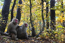 Japanese macaque / Snow monkey {Macaca fuscata} male grooming female in courtship in autumn woodland, Jigokudani, Nagano, Japan