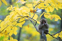 Japanese macaque / Snow monkey {Macaca fuscata} young monkey amongst autumn foliage, Jigokudani, Nagano, Japan