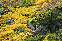Japanese macaque / Snow monkey {Macaca fuscata} male grooming female in courtship in Japanese green alder tree {Alnus firma},  autumn, Jigokudani, Nagano, Japan