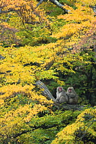 Japanese macaque / Snow monkey {Macaca fuscata} male grooming female in courtship in autumn tree, Jigokudani, Nagano, Japan