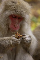 Japanese macaque / Snow monkey {Macaca fuscata} feeding on pine nuts in autumn, Jigokudani, Nagano, Japan