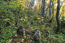 Japanese macaque / Snow monkey {Macaca fuscata} group of monkeys feeding on tree seeds on woodland floor in autumn, Jigokudani, Nagano, Japan