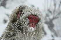 Japanese macaque / Snow monkey {Macaca fuscata} female with young covered in snow, Jigokudani, Nagano, Japan