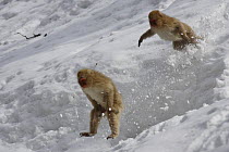 Japanese macaque / Snow monkey {Macaca fuscata} two young monkey play in deep snow, Jigokudani, Nagano, Japan