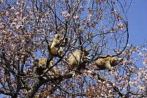 Japanese macaque / Snow monkey {Macaca fuscata} monkeys feeding on wild cherry blossom in spring, Jigokudani, Nagano, Japan