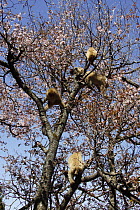 Japanese macaque / Snow monkey {Macaca fuscata} monkeys feeding on wild cherry blossom in spring, Jigokudani, Nagano, Japan