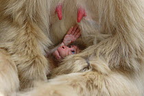 Japanese macaque / Snow monkey {Macaca fuscata} four-day-old newborn baby reaches up for mother's nipple, Jigokudani, Nagano, Japan