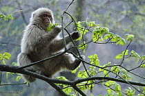 Japanese macaque / Snow monkey {Macaca fuscata} feeding on fresh new leaves in tree in spring, Jigokudani, Nagano, Japan