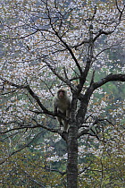 Japanese macaque / Snow monkey {Macaca fuscata} climbing tree to feed on cherry blossom in spring, Jigokudani, Nagano, Japan