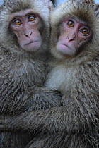 Japanese macaque / Snow monkey {Macaca fuscata} two one-year-old females embrace each other, Jigokudani, Nagano, Japan