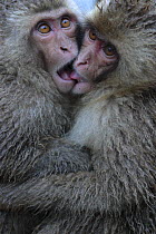 Japanese macaque / Snow monkey {Macaca fuscata} two one-year-old females embrace each other, Jigokudani, Nagano, Japan