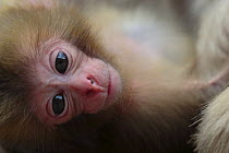 Japanese macaque / Snow monkey {Macaca fuscata} four-day-old newborn monkey, Jigokudani, Nagano, Japan
