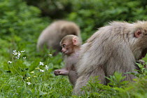 Japanese macaque / Snow monkey {Macaca fuscata} at one-week-old a young baby starts to show an interest in its environment, Jigokudani, Nagano, Japan