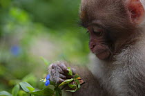 Japanese macaque / Snow monkey {Macaca fuscata} feeding on wild flowers, Jigokudani, Nagano, Japan